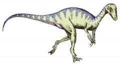 † Eoraptor lunensis(vor etwa 235 bis 228 Millionen Jahren)